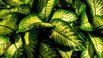 folhas da planta dieffenbachia em segundo plano foto