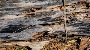 textura de madeira velha como pano de fundo foto