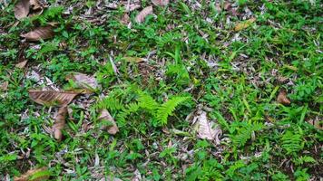 linda grama verde com folhas secas ao fundo foto