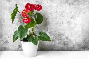 antúrio de planta de casa em vaso de flores branco isolado na mesa branca e fundo cinza antúrio é flores de flamingo em forma de coração ou antúrio andraeanum, araceae ou arum simbolizam hospitalidade foto