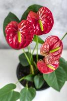 antúrio de planta de casa em vaso de flores branco isolado na mesa branca e fundo cinza antúrio é flores de flamingo em forma de coração ou antúrio andraeanum, araceae ou arum simbolizam hospitalidade foto