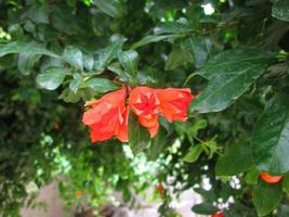 fotos em close de flores coloridas brilhantes no jardim botânico em karachi paquistão 2022