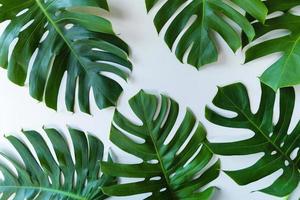 folhas tropicais monstera deliciosa no fundo branco foto