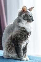 retrato de gato donskoy sphynx em casa foto