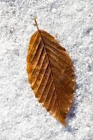 folha seca colocada sobre um fundo branco de neve foto