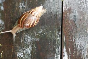 caracol andando no chão de madeira velho foto