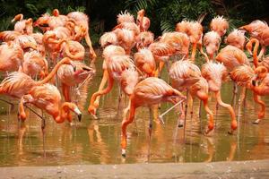 um bando de flamingos vermelhos e cor-de-rosa no jardim zoológico de singapura foto