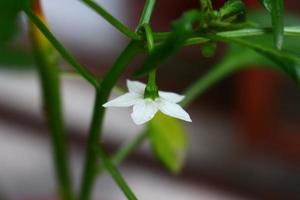 pequena flor branca no jardim em karachi paquistão 2022 foto