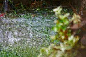 folhas verdes no jardim em karachi paquistão 2022 foto