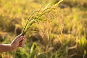 mão feminina com uma planta de arroz com cereais foto