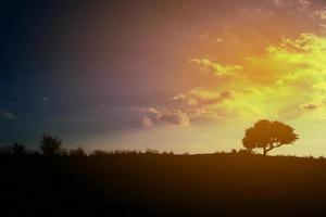 pôr do sol amarelo com silhueta de uma árvore foto