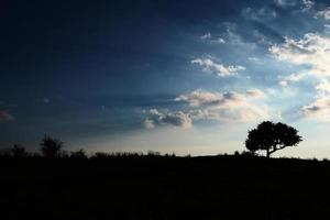 bela silhueta de uma árvore ao pôr do sol. foto