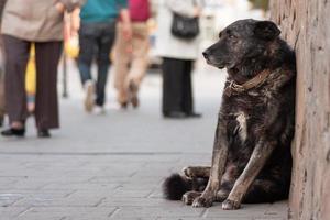 um cachorro triste sem-teto está esperando na rua foto