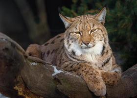 lince eurasiano no inverno foto