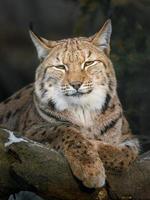 lince eurasiano no inverno foto