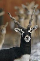 blackbuck no zoológico foto