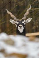 blackbuck no zoológico foto