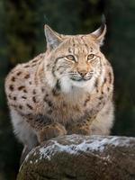 lince eurasiano no inverno foto