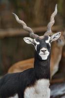 blackbuck no zoológico foto