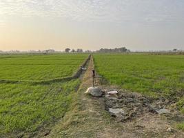 vista aérea com cores cinematográficas de uma plantação de campo na vila do Paquistão bela paisagem do campo de arroz em thathi mianwali foto