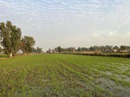 vista aérea com cores cinematográficas de uma plantação de campo na vila do Paquistão bela paisagem do campo de arroz em thathi mianwali foto