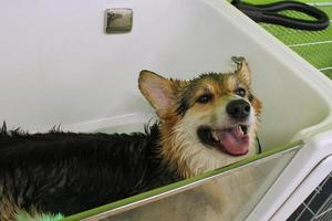 corgi welsh pembroke com pele molhada em um banheiro depois de tomar banho e lavar no salão de beleza. higiene profissional, bem-estar, procedimentos de spa do conceito de animais. ideia de cuidados com animais domésticos. fechar-se foto