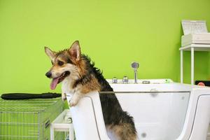 corgi welsh pembroke com pele molhada em um banheiro depois de tomar banho e lavar no salão de beleza. higiene profissional, bem-estar, procedimentos de spa do conceito de animais. ideia de cuidados com animais domésticos. fechar-se foto