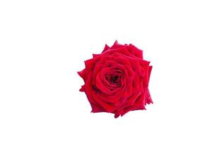 única rosa vermelha sobre fundo branco foto