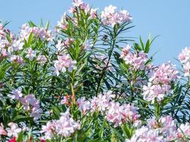 doce oleander, rose bay florescendo no parque foto