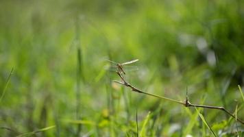 libélula empoleirada em um galho no jardim. foto