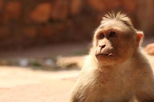 Macaco de capô no forte de badami. foto