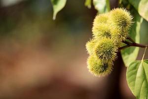 bixa orellana vagens de sementes verdes, almatti foto