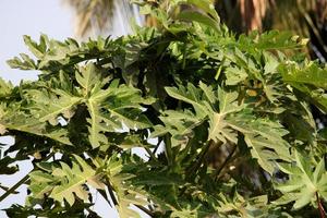 uma visão aproximada de folhas de ricinus communis, badami. foto