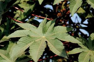 uma visão aproximada de uma folha de ricinus communis. foto