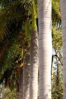 tronco de palmeira real foto