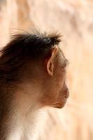 Macaco de capô no forte de badami. foto