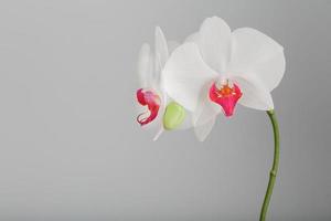 orquídea branca tropical em um fundo cinza claro. espaço livre, espaço de cópia foto