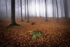 floresta de faias de outono foto