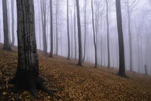 floresta de faias de outono foto