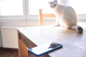 smartphone é casualmente deixado na beira de uma mesa na qual um gato se senta e pode deixar cair o telefone. conceito de atitude descuidada para as coisas. foto