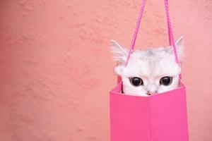 gato encantador escondido em uma sacola de presente e observando seriamente alguém. isolado, em um fundo rosa. copie o espaço. foto