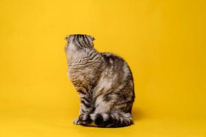 o gato scottish fold ficou ofendido, ela se virou e se sentou de costas. isolado, em um fundo amarelo. estilo de vida. foto