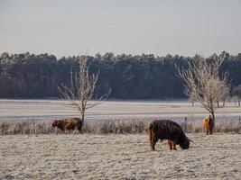 inverno na alemanha foto