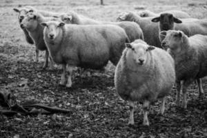 ovelhas em um campo na Alemanha foto