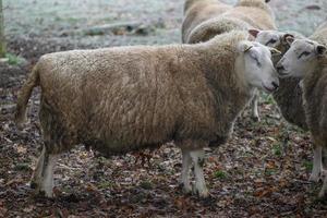 ovelhas em um campo na Alemanha foto