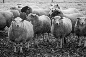 ovelhas em um campo na Alemanha foto