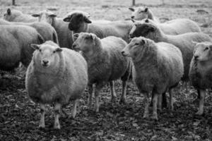 ovelhas em um campo na Alemanha foto