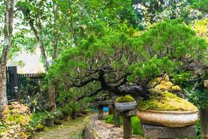 jardim bonsai tailândia belas pequenas árvores bonsai com folhas verdes foto