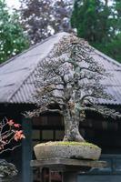 jardim bonsai tailândia belas pequenas árvores bonsai com folhas verdes foto