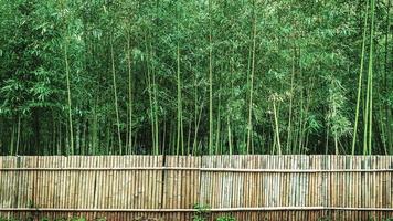floresta de bambu em chiang mai tailândia